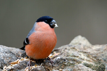 Male bullfinch feeding in the woods