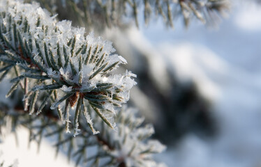 Naklejka na ściany i meble Frost on a spruce branch after morning frost