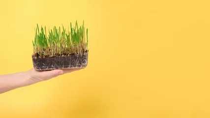 micro-green sprouts in a plastic tray in your hand on a yellow background, banner, place for text © Taranova_ksenya