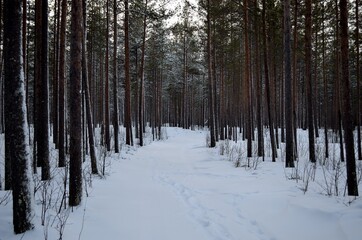 snow covered trees