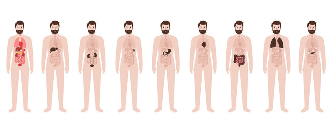 Internal organs in male body