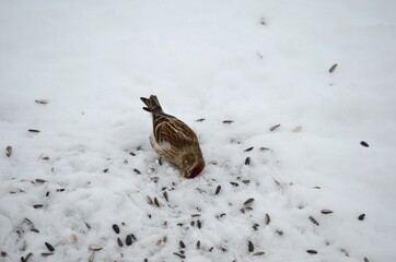 tiny red head sparrow feeding on bird seeds in the snow