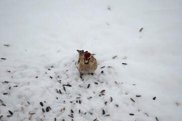 tiny red head sparrow feeding on bird seeds in the snow