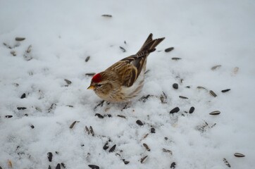 tiny red head sparrow feeding on bird seeds in the snow