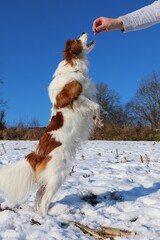 cute brown and white mixed breed dog jumps on a snow-covered meadow for a tasty treat that the human being is offering him