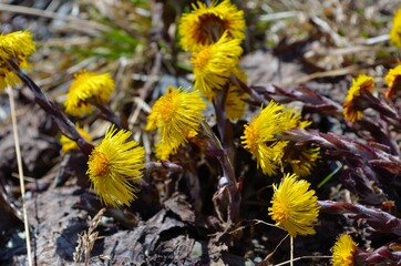 coltsfoot flowers emerging from hibernation in early spring
