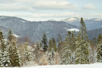 Forest in a winter day, spruce trees growing on the hills in Polish Gorce mountains