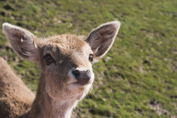Obraz premium young deer portrait