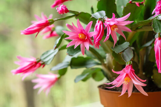 Easter cactus blooming flowers