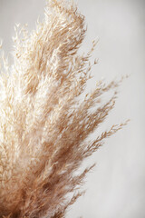 pampas grass branch on white background. natural background. minimal, stylish concept. new trendy...