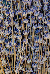dried Lavandula angustifolia plants
