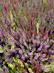 Obraz premium Calluna Vulgaris plants flowering in closeup.