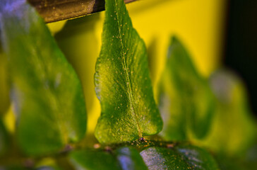 Macro shot of the texture on green leaves
