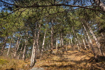 Fototapety na wymiar - Fototapeta24.pl