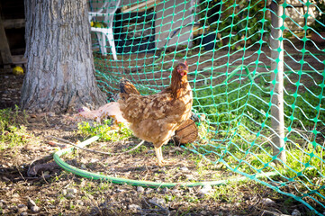 Ecological hens eating in the field outdoors
