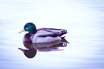 Duck silhouette swimming in a lake