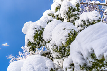 winter forest after a blizzard.Tree branches are snow covered and look very beautiful.Spruce covered with snow.