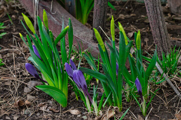 Obraz premium Closeup of purple crocuses blooming on the ground outdoors in a garden during daylight