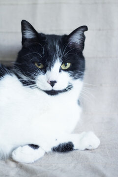 Black and white cat with immunodeficiency