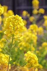 菜の花 黄色 鮮やか 綺麗 美しい かわいい イエロー 明るい 春 