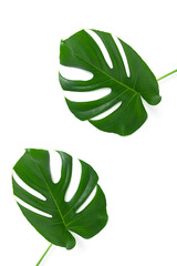 Two beautiful monstera leaves isolated on a white background. The concept of minimalism.