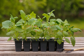 Seedlings of asters in plastic pots on the background of the garden. Gardening theme