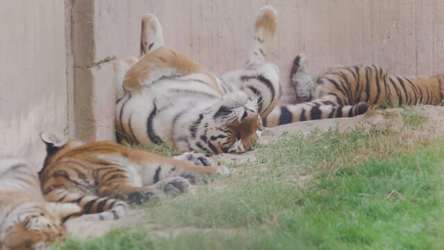 Sleeping tiger laying on his back 