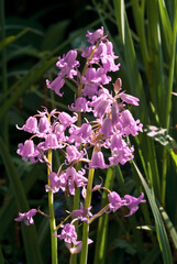 Hyacinth Squill (Hyacinthoides hispanica) in arboretum, Washington DC, USA