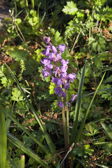 Hyacinth Squill (Hyacinthoides hispanica) in arboretum, Washington DC, USA
