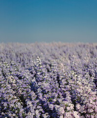 Close up picture of purple Margaret garden that fills the field in the morning. There is a clear...