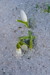 Snowdrop (Galanthus nivalis) in garden, Central Russia