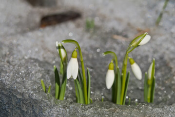 Snowdrop (Galanthus nivalis) in garden, Central Russia