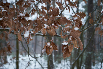 zimowe drzewa  © Marcin Łazarczyk