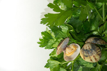 Fresh parsley and cooked italian clams, ingredient for pasta with clams, white copy space on the left