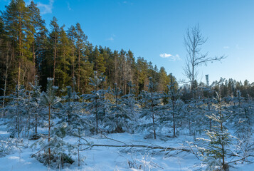 Young pine trees. Winter sunny day in the forest. Blue sky