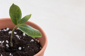 Sprout zamiokulkas in a clay brown pot against the window. Close-up. 