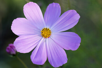 Fototapeta premium a blossoming chicory bud grows in the grass