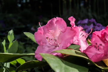 Rhododendron Grandiflorum 'Germania' (Rhododendron catawbiense) in garden