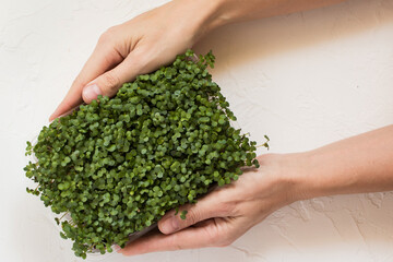 Microgreen broccoli in a growing container in a woman's hand. Growing fresh micro greens. Concept of healthy lifestyle and nutrition. Young vegetable greens or sprouts, a superfood, an eco-product. 