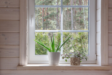 White window in a rustic wooden house overlooking the garden, pine forest. Aloe Vera in white pot...