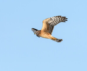 Northern Harrier in Flight against Blue Sky