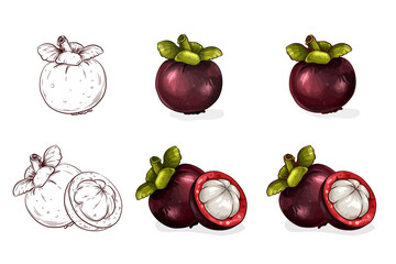 Handdrawn color mangosteen illustration. For natural or organic fruit products and health care goods.