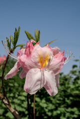 Rhododendron 'Satomi' (Rhododendron x mollis) in garden, Moscow region, Russia