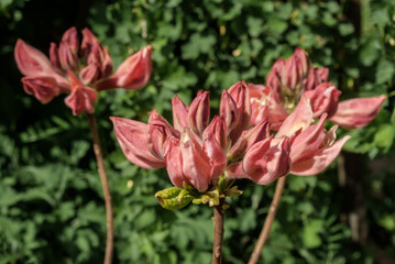 Rhododendron 'Satomi' (Rhododendron x mollis) in garden, Moscow region, Russia