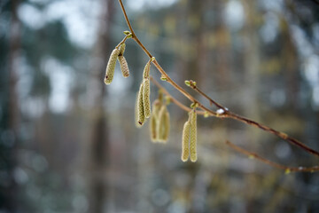 leszczyna © Marcin Łazarczyk