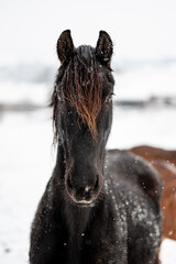 Friesan horse on snow. Portrait of beautiful stunning black horse.