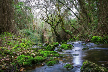 River in the forest of Beselga, Portugal. Forest with moss covered rocks and trees with river stream