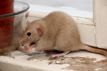decorative brown rat is looking for something to eat. The rat eats. Decorative house rat 