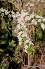 Plum (Prunus domestica) in orchard