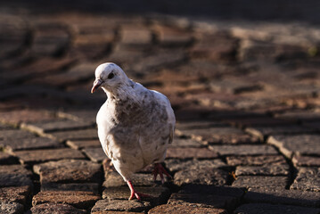 Animal and plant, bird, sea mews